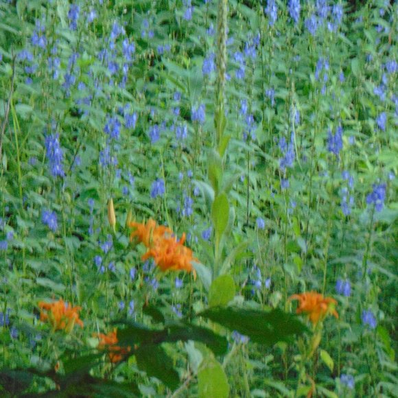 30 Freshly dug when ordered,  Heirloom day lilly plants..30 bulbs. - Picture 5 of 8